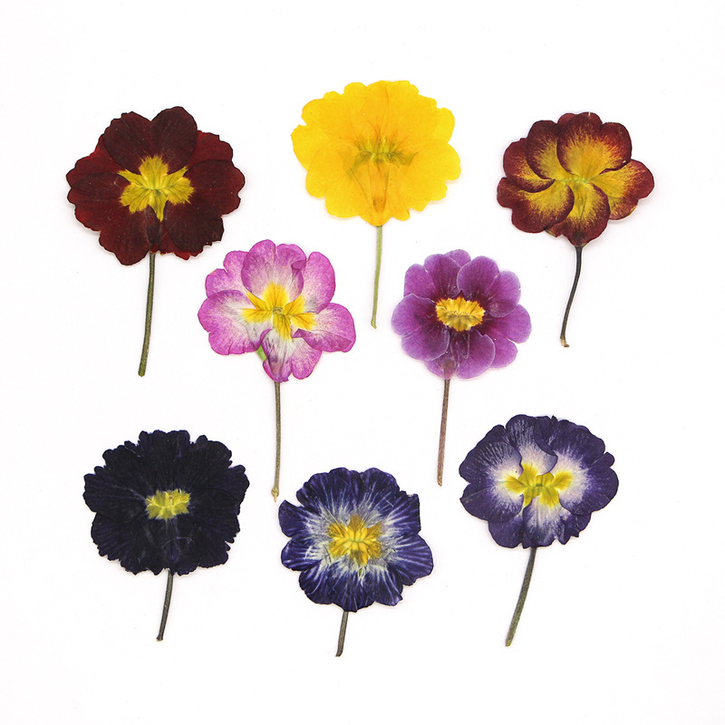 Pressed Flower Frame - 48 шт. европейских прессованных цветов примулы
