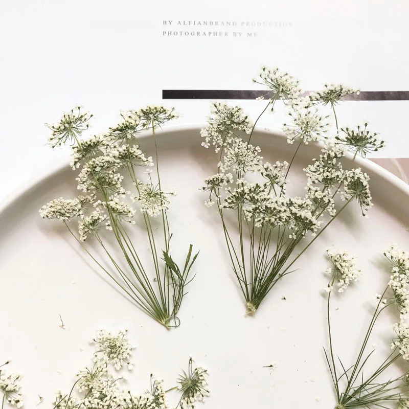 Pressed Flower Frame - 5-7 см/12 шт., снежные крошечные цветы