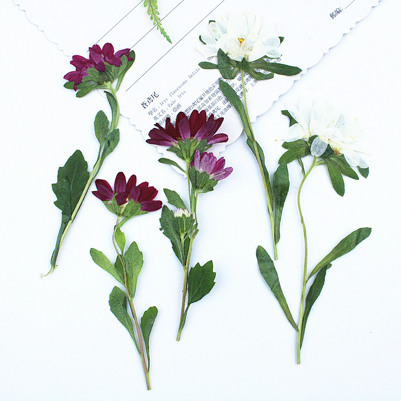 Pressed Flower Frame - 24 шт., миниатюрные прессованные сухоцветы хризантемы
