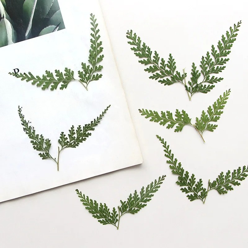 Pressed Flower Frame - Природа прессованные ветки папоротника, сухие цветы,