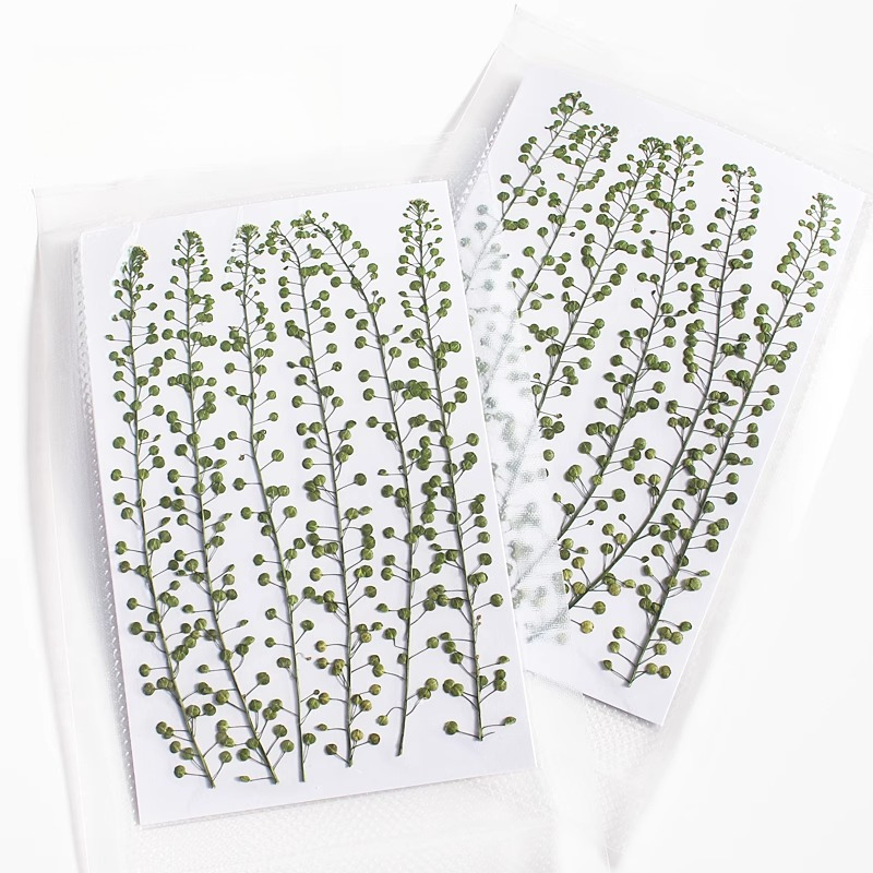 Натуральный цвет, зеленый коло – обзор и цена Pressed Flower Frame