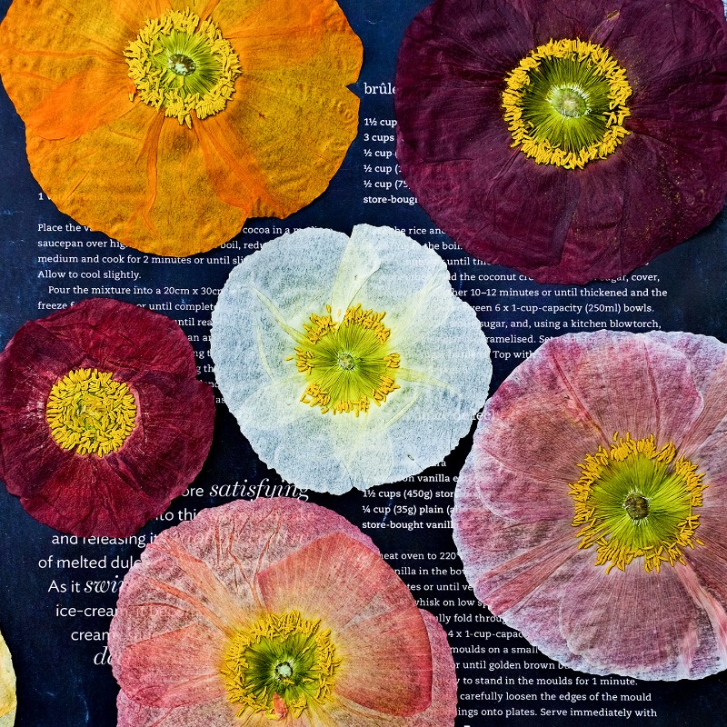 1 шт., Натуральные прессованны – обзор и цена Pressed Flower Frame