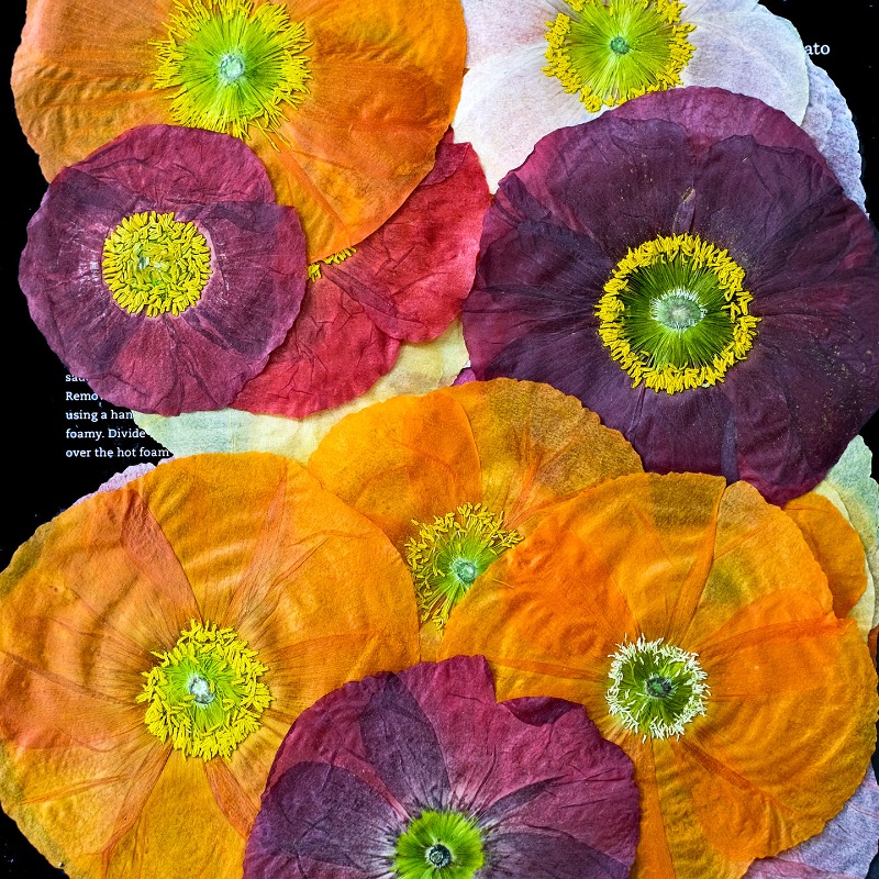 1 шт., Натуральные прессованны – обзор и цена Pressed Flower Frame