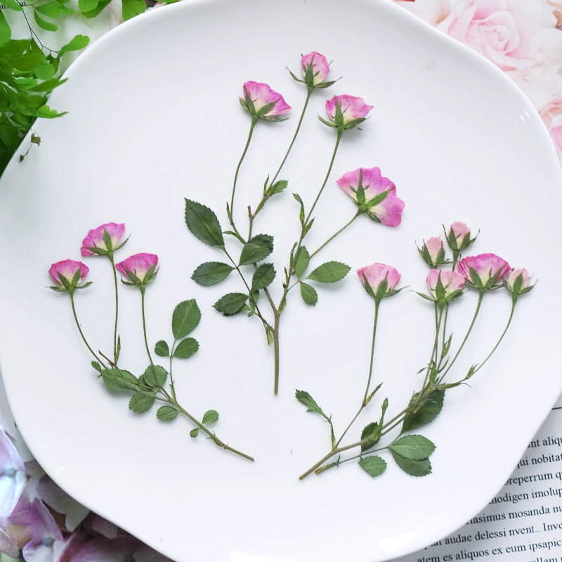 12 шт., миниатюрные прессованн – обзор и цена Pressed Flower Frame