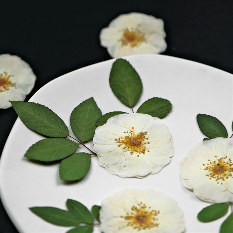 6 шт., 9 шт., натуральные белы – обзор и цена Pressed Flower Frame