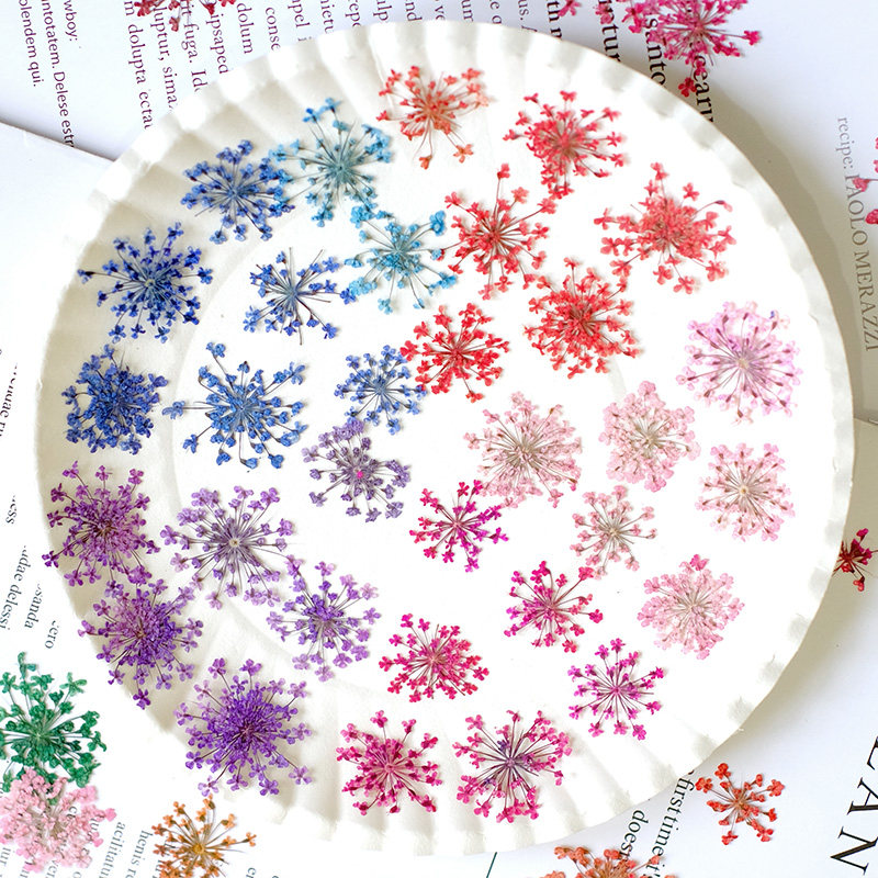 24 шт., 2-2,5 см, натуральные  – обзор и цена Pressed Flower Frame