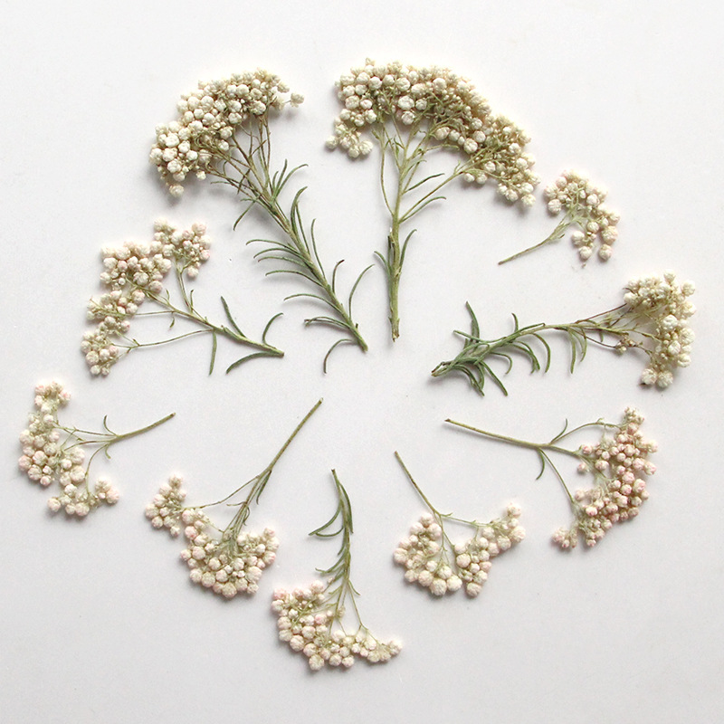 12 шт., Натуральные сушеные ве – обзор и цена Pressed Flower Frame