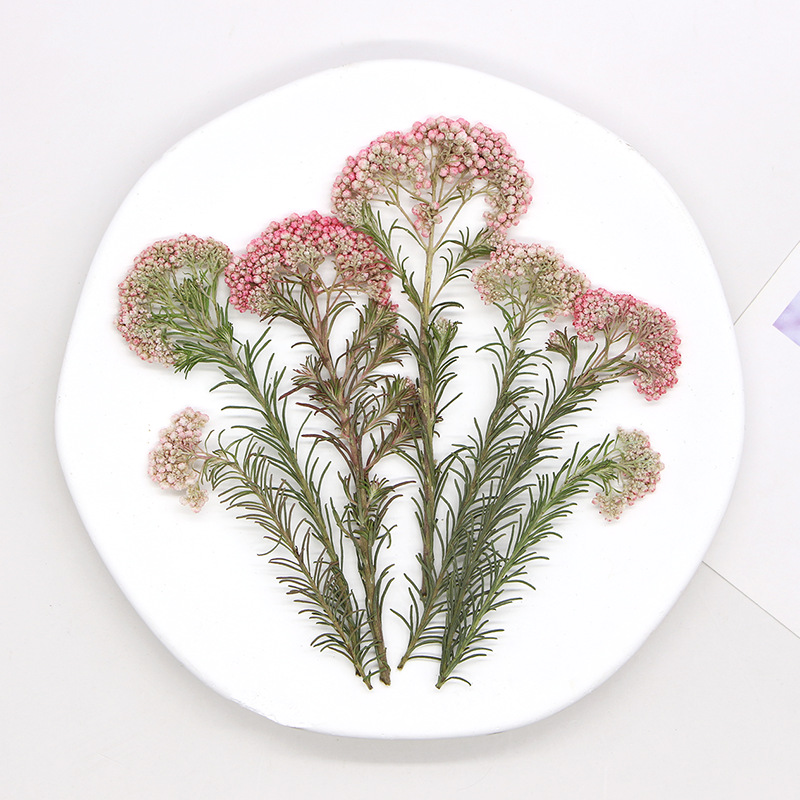 12 шт., Натуральные сушеные ве – обзор и цена Pressed Flower Frame