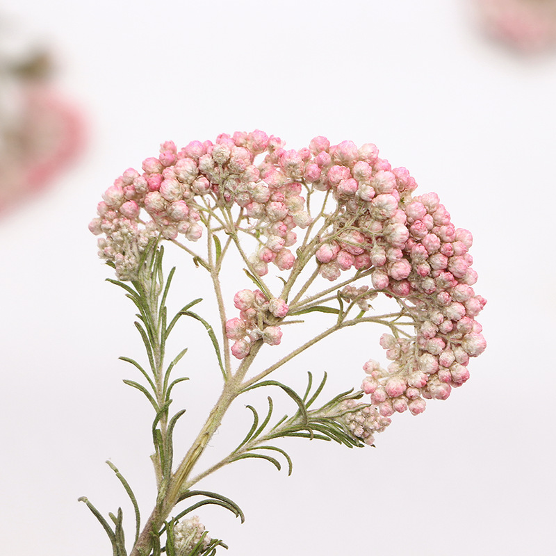 12 шт., Натуральные сушеные ве – обзор и цена Pressed Flower Frame