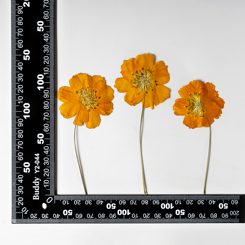 8-10 см/24 шт., Натуральные пр – обзор и цена Pressed Flower Frame