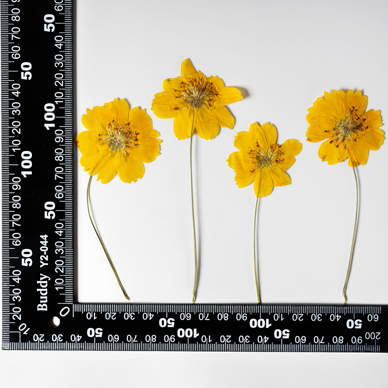 8-10 см/24 шт., Натуральные пр – обзор и цена Pressed Flower Frame