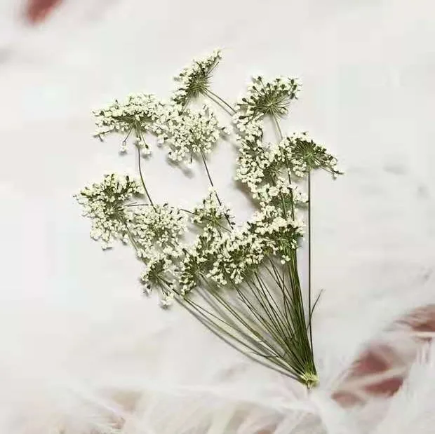5-7 см/12 шт., снежные крошечн – обзор и цена Pressed Flower Frame