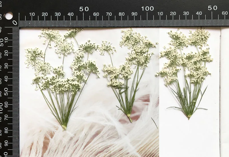 5-7 см/12 шт., снежные крошечн – обзор и цена Pressed Flower Frame