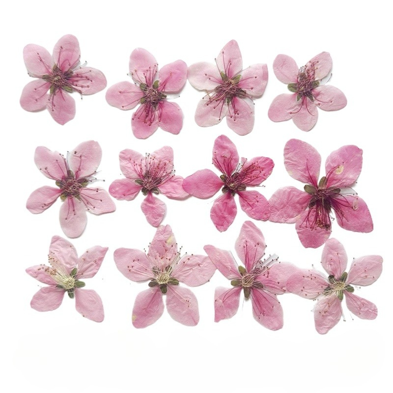 12 шт., натуральные прессованн – обзор и цена Pressed Flower Frame