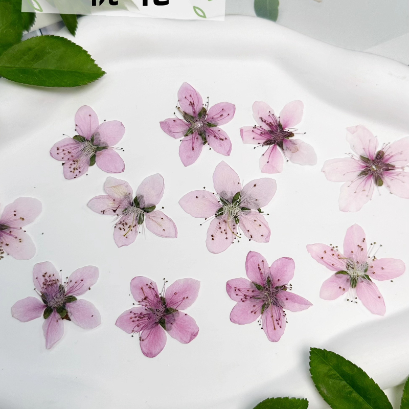 12 шт., натуральные прессованн – обзор и цена Pressed Flower Frame