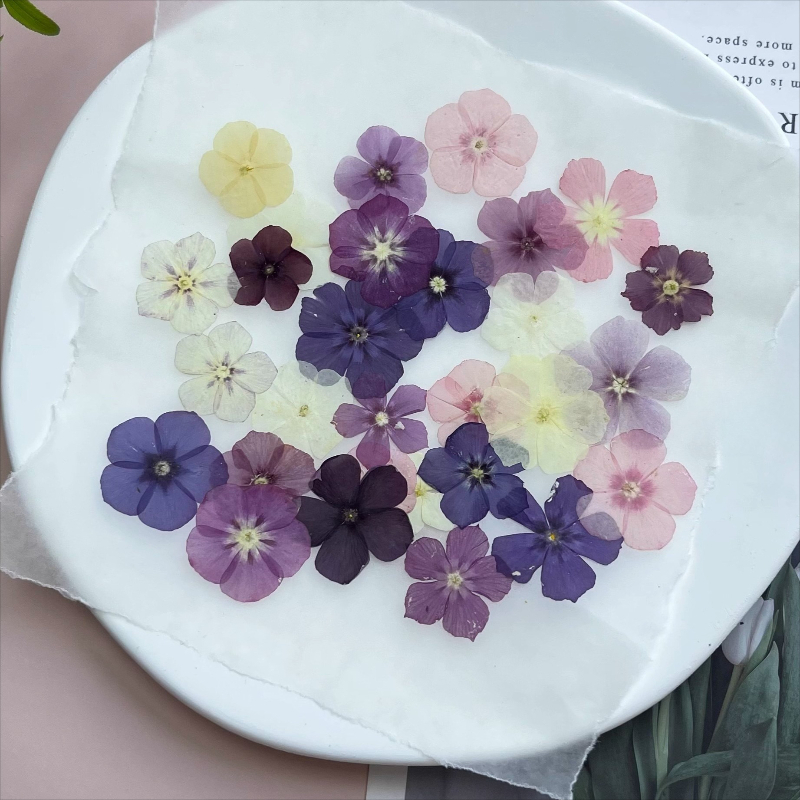 12 шт., полупрозрачные нишевые – обзор и цена Pressed Flower Frame