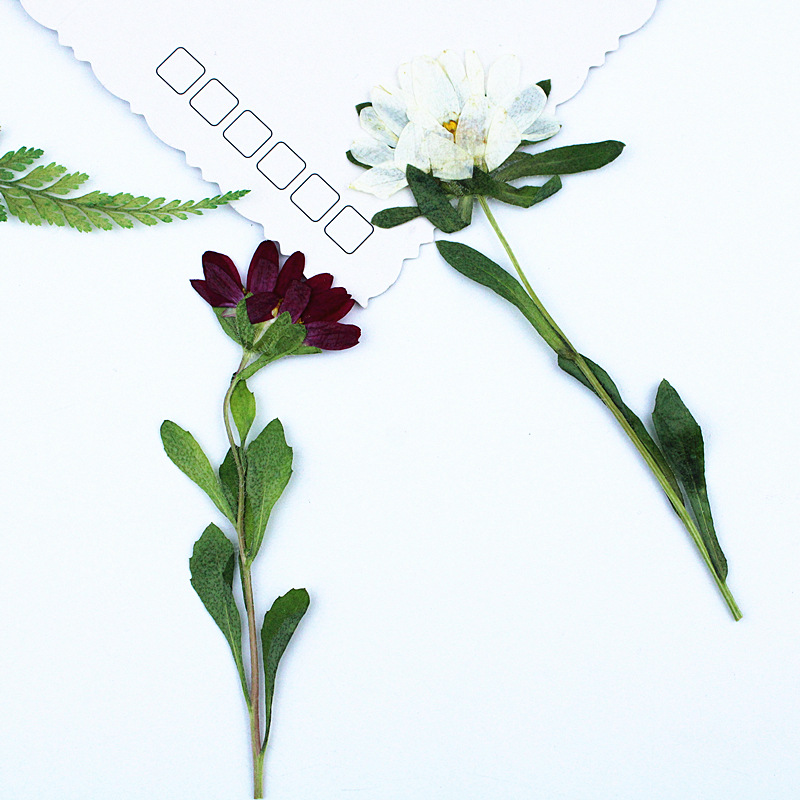24 шт., миниатюрные прессованн – обзор и цена Pressed Flower Frame